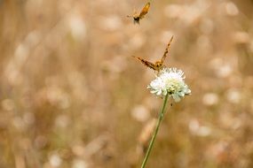 two butterflies are flying to a flower