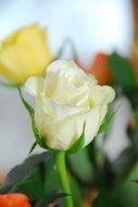 white cream roses in a bouquet