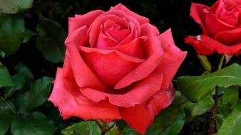 Close-up of the blooming red rose flowers