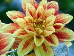 beautiful blooming garden dahlia