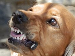 the dog's grin