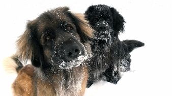 two dogs in snow