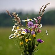 wild Flowers