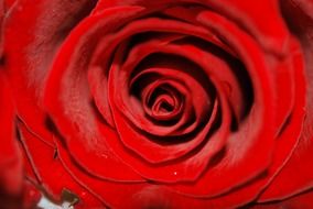 wallpaper with red rose bud
