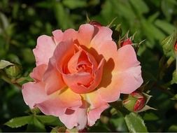 thorny pink garden rose