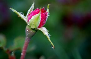 rose bud in dew