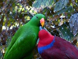 Couple of colorful parrots