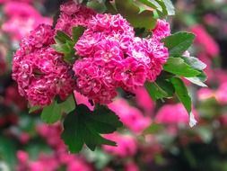 wonderful pink flowers