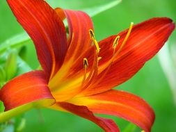 dark red lily on a green background