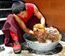 a man bathes a dog in a bowl in tibet