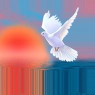 flying white dove at colofrul background