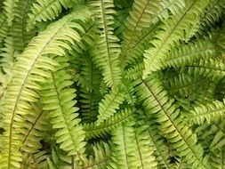 lush green fern in spring close-up