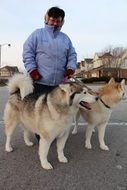 strikingly beautiful winter dog