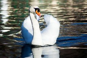 Elegant swan in a pond