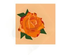 postcard with orange rose flower