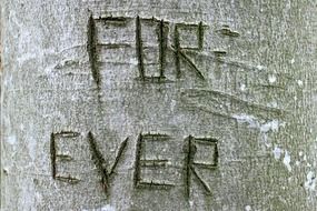 scratched on a tree for ever