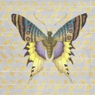 butterfly of yellow blue and purple color