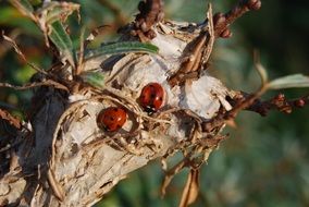 ladybug pair