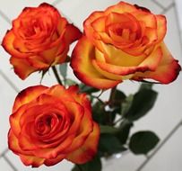 Orange and red rose flowers blossom