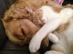 cat and dog sleeping together