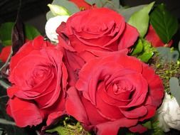 Red roses blossom in the garden