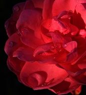 red rose in dew drops on a black background