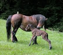 Dartmoor foals on the field