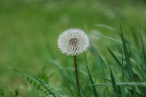 closeup picture of dandelion flowers and green grasses