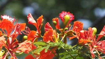 orange flowers on a tree in India