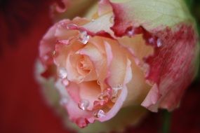 closed rose buds