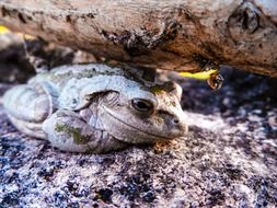 wondrous tree frog