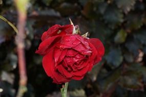 faded red rose