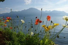 colorful flowers on a river bank