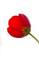 red tulip on a white background