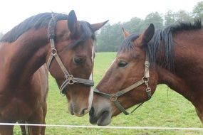 horses near each other on a green field