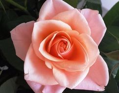 pink rose among the leaves close up