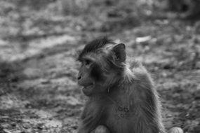 black and white picture of a monkey