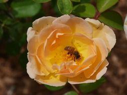 bee collects pollen from the roses