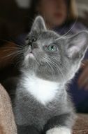 cute pet kitten is looking upwards