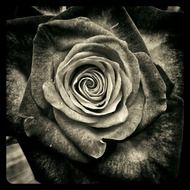 rose flowers monochrome photo