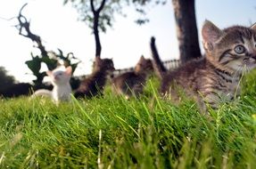 cat family in the grass