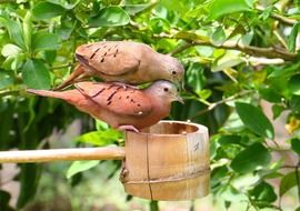 couple of Love doves on the tree