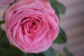 Pink rose blossom macro photo