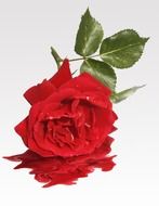 Isolated red rose