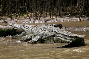 crocodile lies in a swamp in africa