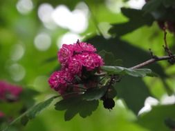 maroon flowers on the tree