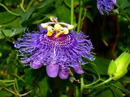 purple flower with a yellow heart in Florida