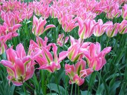 glade of pink flowers