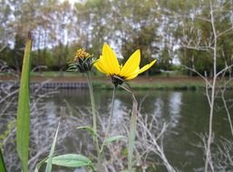 topinambur flower by the pond