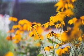 yellow flowers in bokeh